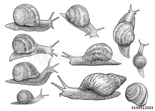 500x359 Garden Snail Illustration, Drawing, Engraving, Ink, Line Art - Snail Line Drawing