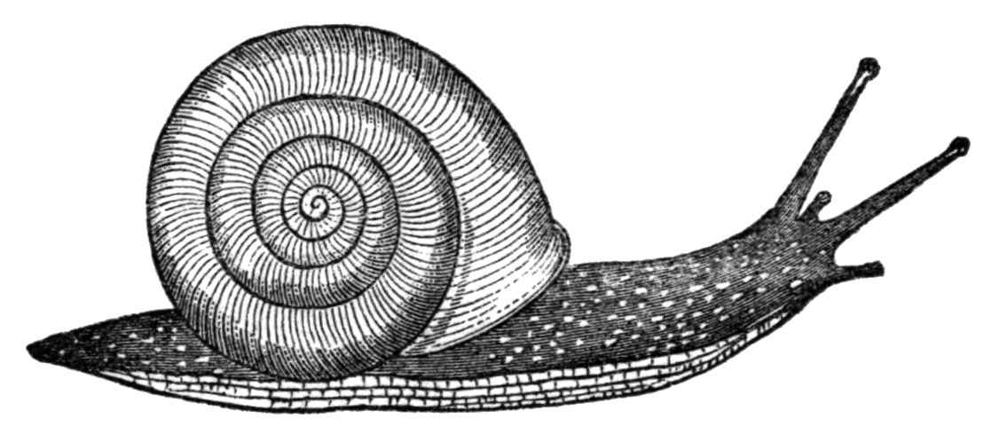 Snail Line Drawing At Explore Collection Of Snail