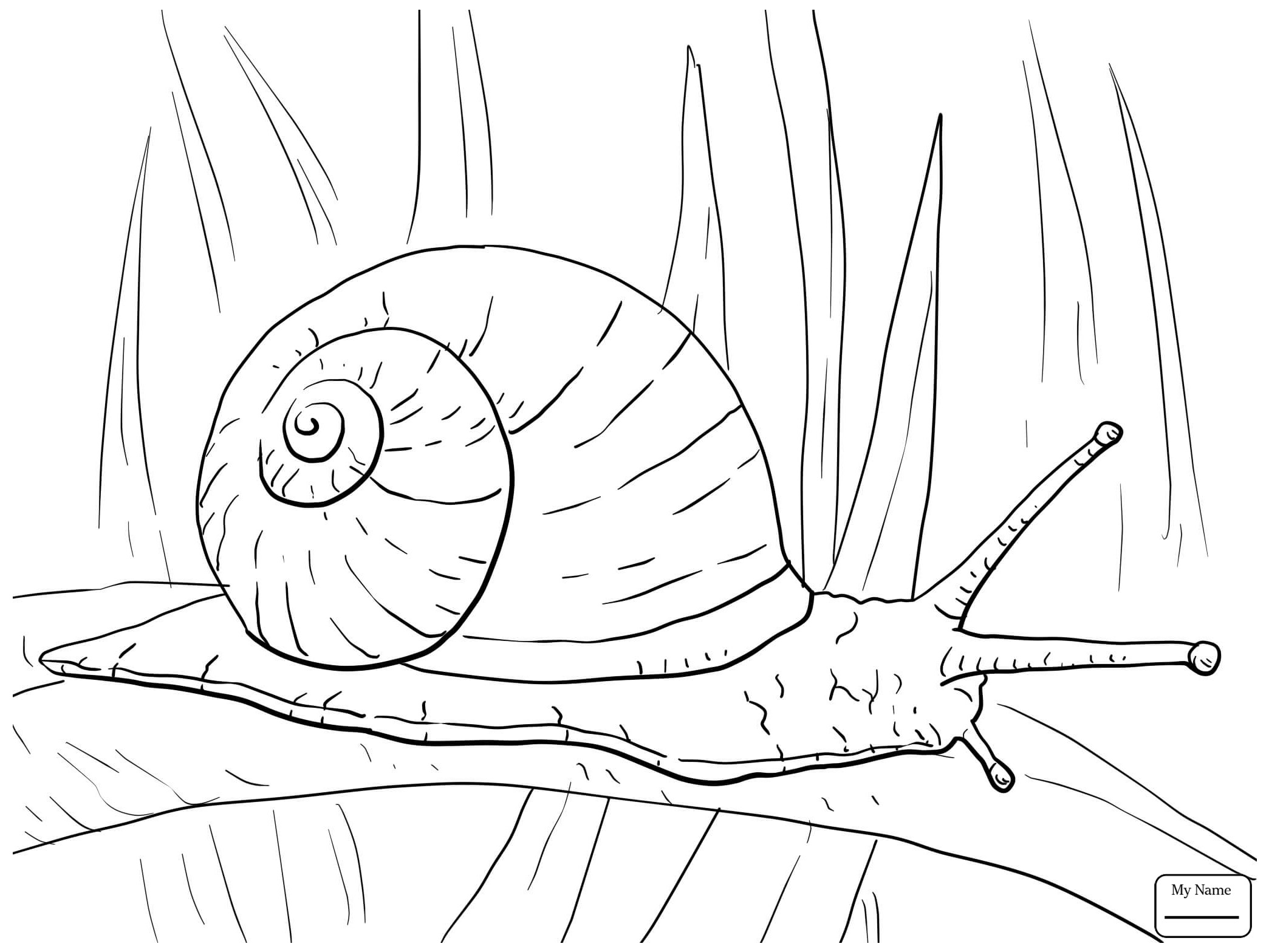 Snail Line Drawing at Explore collection of Snail