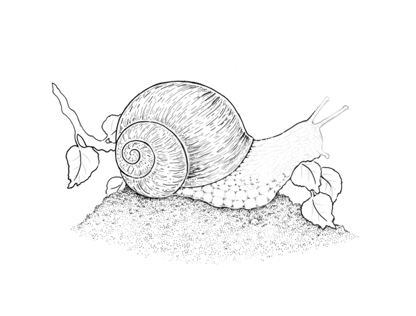 600x456 How To Draw Different Kinds Of Texture With Ink And Nib - Snail Line Drawing