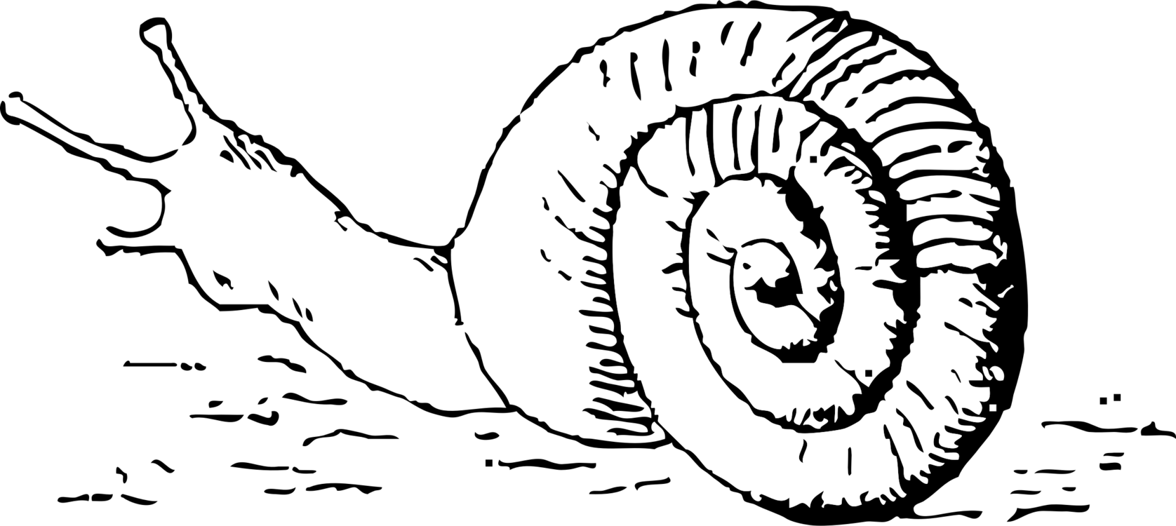 1676x750 Snail Drawing Gastropods Line Art Cc0 - Snail Line Drawing