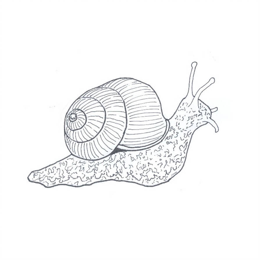 Snail Line Drawing at Explore collection of Snail