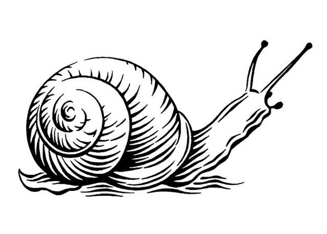 640x457 Snail Line Drawing - Snail Line Drawing
