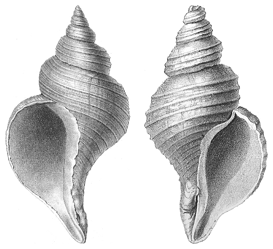 534x487 Gastropod Shell - Snail Shell Drawing