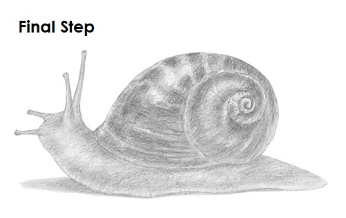500x315 How To Draw A Snail - Snail Shell Drawing