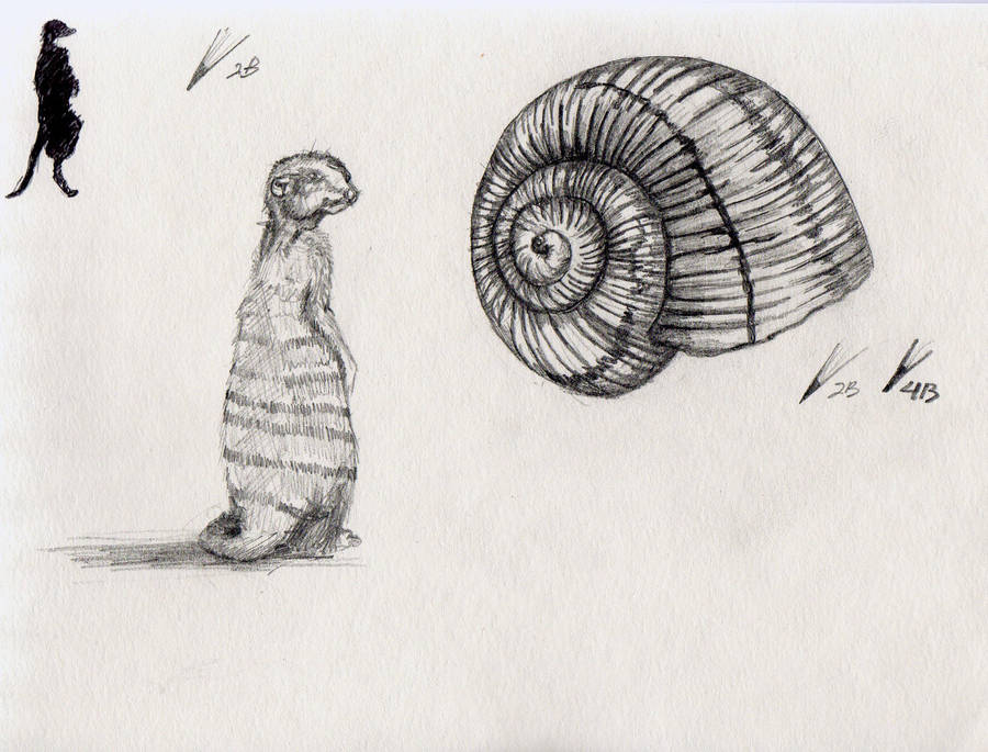 900x685 Meerkat And Snail Shell Study - Snail Shell Drawing