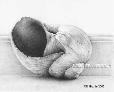 400x323 Moon Snail Shell - Snail Shell Drawing