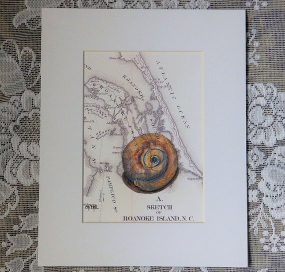 570x543 Moon Snail Shell Shark Eye Seashell Antique Obx Map Map Etsy - Snail Shell Drawing