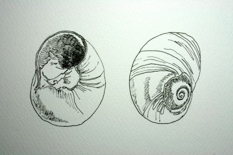 480x320 moon snail shells - Snail Shell Drawing