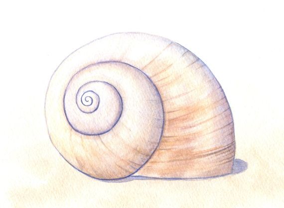570x418 Seashell Painting Moon Snail Shell Art Beach - Snail Shell Drawing