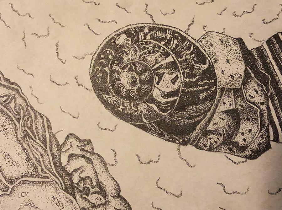 900x669 Snail Shell Drawing - Snail Shell Drawing