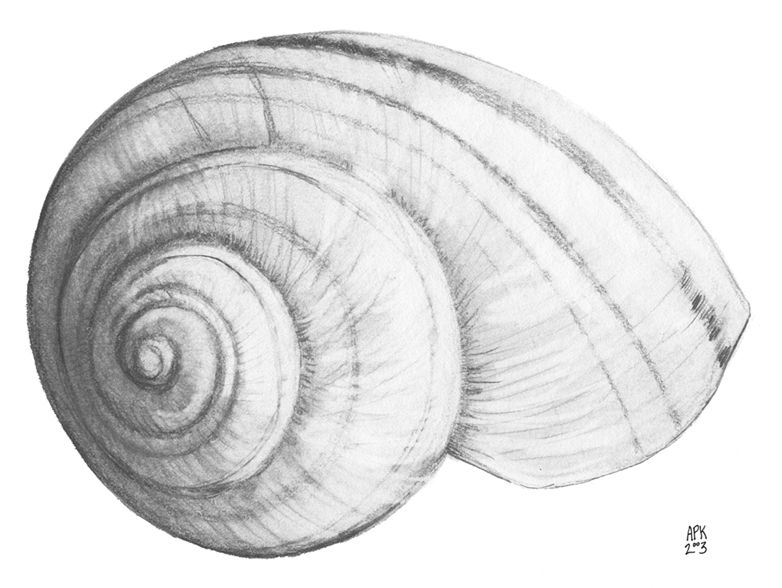782x588 Snail Shell - Snail Shell Drawing