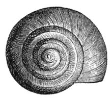220x196 Utah Roundmouth Snail - Snail Shell Drawing