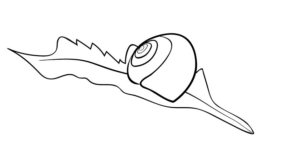 900x466 Vector Illustration Of Lying On Leaf Snail Shell - Snail Shell Drawing