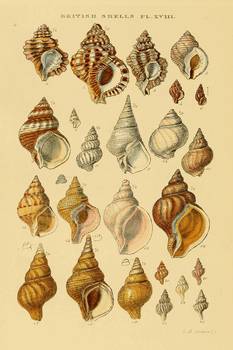 233x350 Vintage Snail Shell Drawings - Snail Shell Drawing