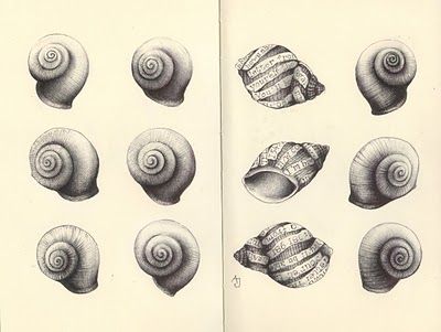 400x301 Andrea Joseph's Sketchblog A Snail Shell For The Darkest Times - Snail Shell Drawing