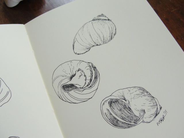 640x480 drawing snail shells mary richmond's cape cod art and nature - Snail Shell Drawing