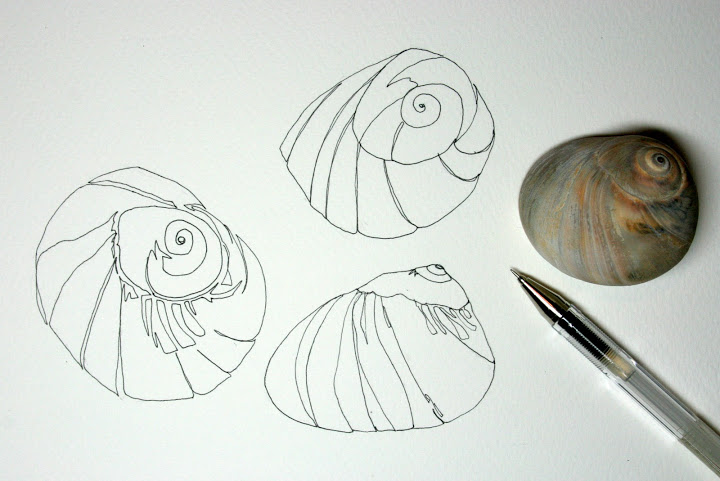 720x481 moon snail shells rosemary's blog - Snail Shell Drawing
