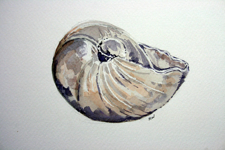 720x480 seashells rosemary's blog - Snail Shell Drawing