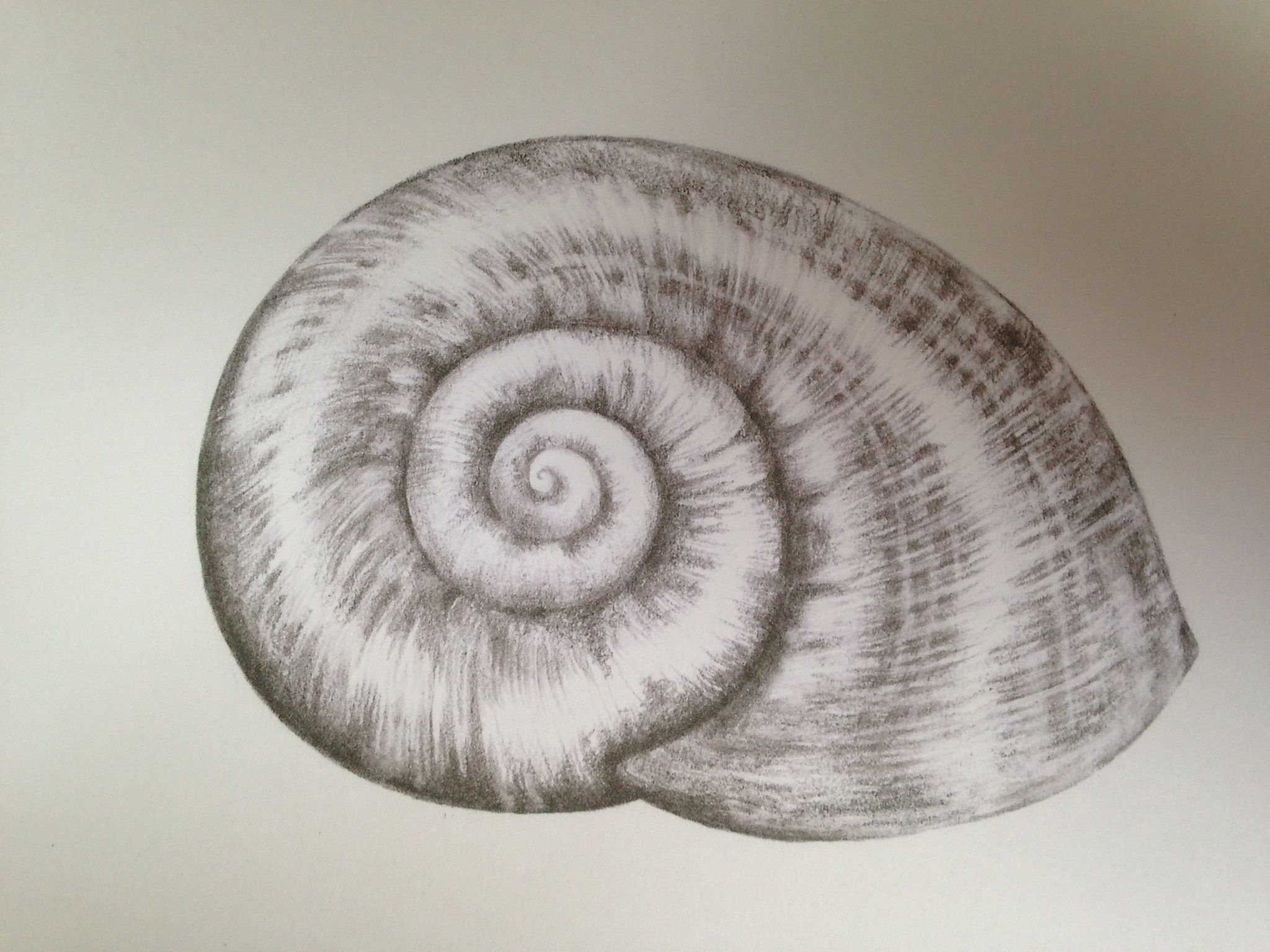 2048x1536 Empty Snail Shell - Snail Shell Drawing