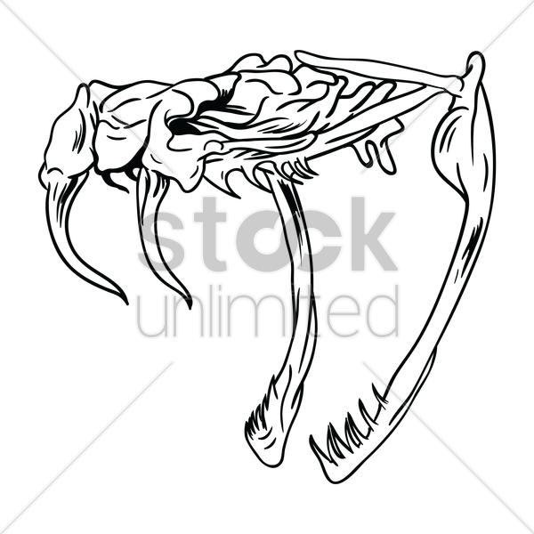 600x600 Free Snake Skull Vector Image - Snake And Skull Drawing