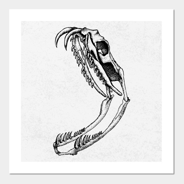 630x630 Snake Skull - Snake And Skull Drawing