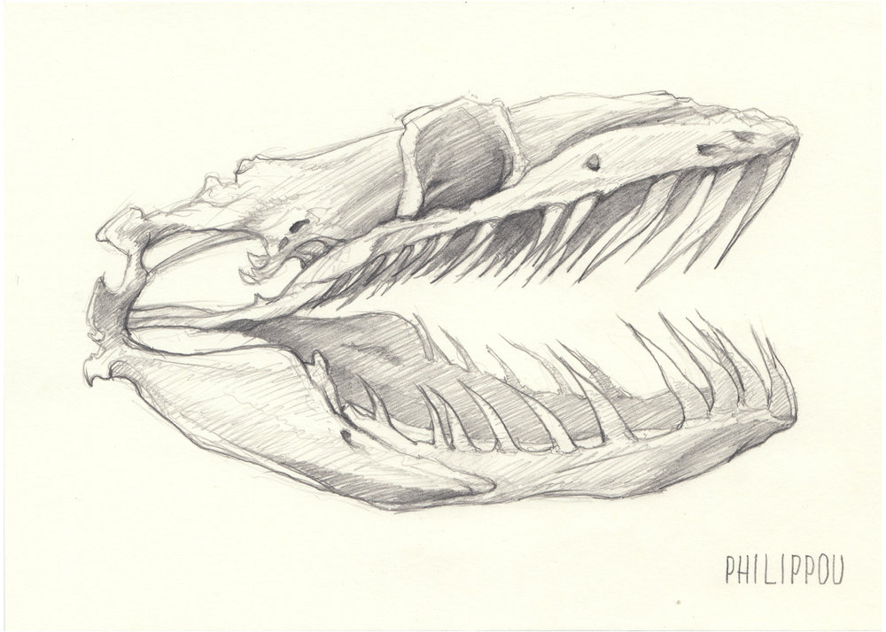 1000x714 Tony Philippou Kaledoskull Project Gallery - Snake And Skull Drawing