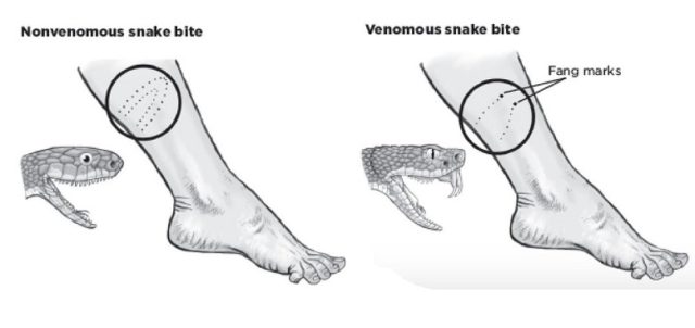 640x302 How To Identify A Venomous Snake - Snake Biting Drawing