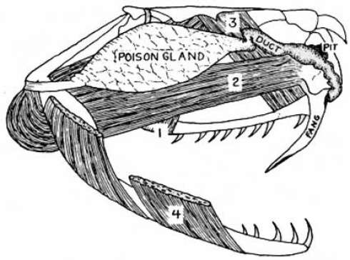 490x364 Venom Tears Snake Bites Can Turn Out To Be Groovy - Snake Biting Drawing