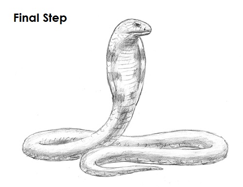 500x386 How To Draw A Snake - Snake Drawing
