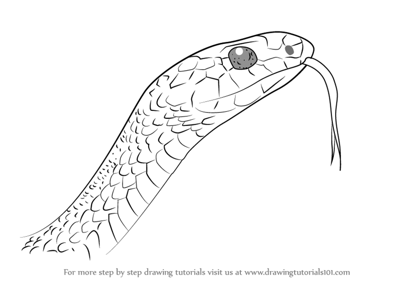 800x565 Learn How To Draw A Black Racer Snake - Snake Drawing