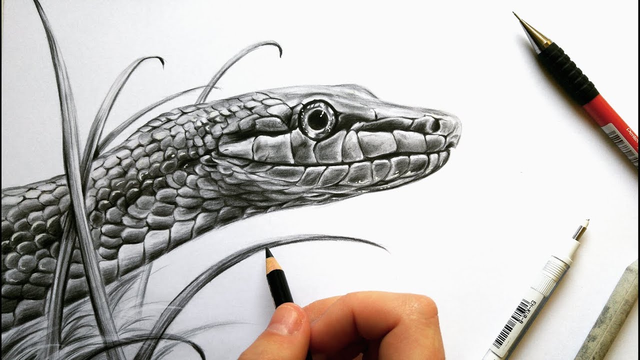 1280x720 Drawing A Realistic Snake In Graphite! Leontine Van Vliet - Snake Drawing