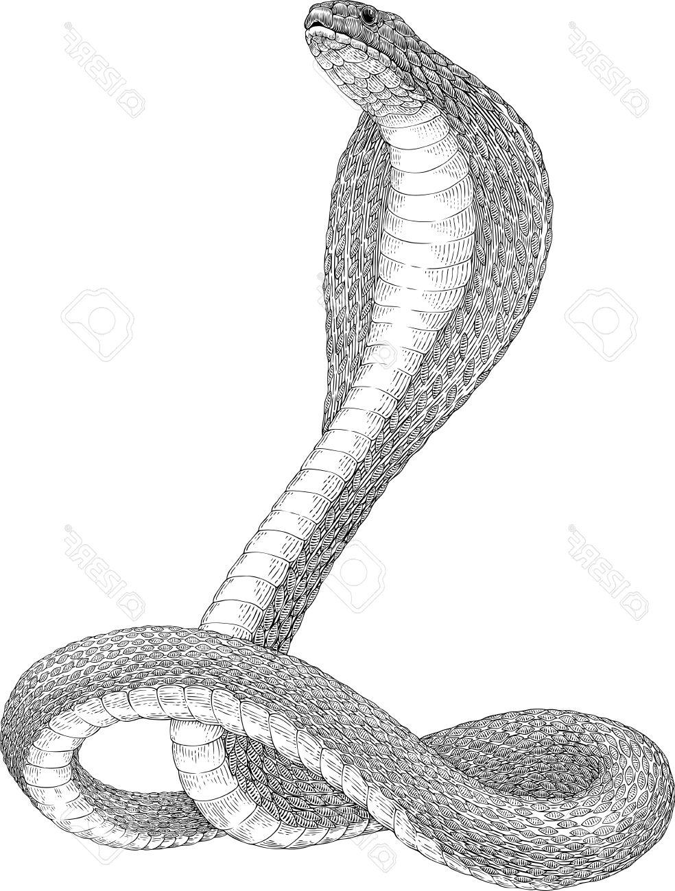 984x1300 Hd Black And White Vector Illustration Of King Cobra Snake Drawing - Snake Drawing