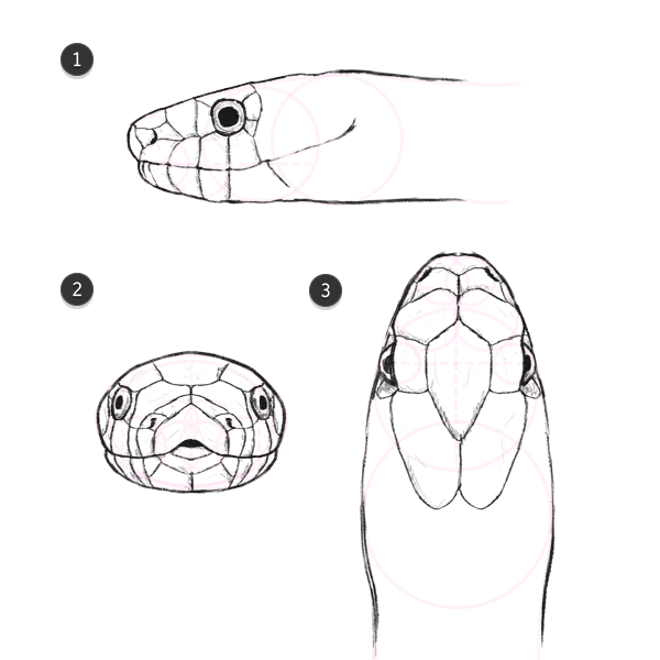 600x600 How To Draw Animals Snakes And Their Patterns - Snake Drawing