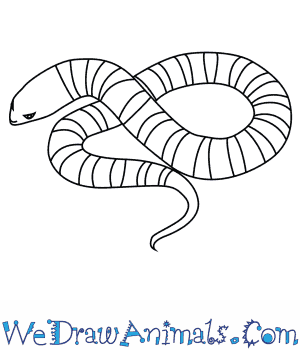 300x350 How To Draw A Tiger Snake - Snake Drawing For Kid