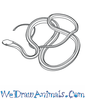 300x350 How To Draw An Eastern Ribbon Snake - Snake Drawing Images