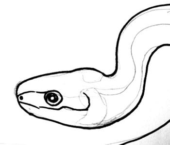 350x300 How To Draw A Grass Snake - Snake Drawing Images