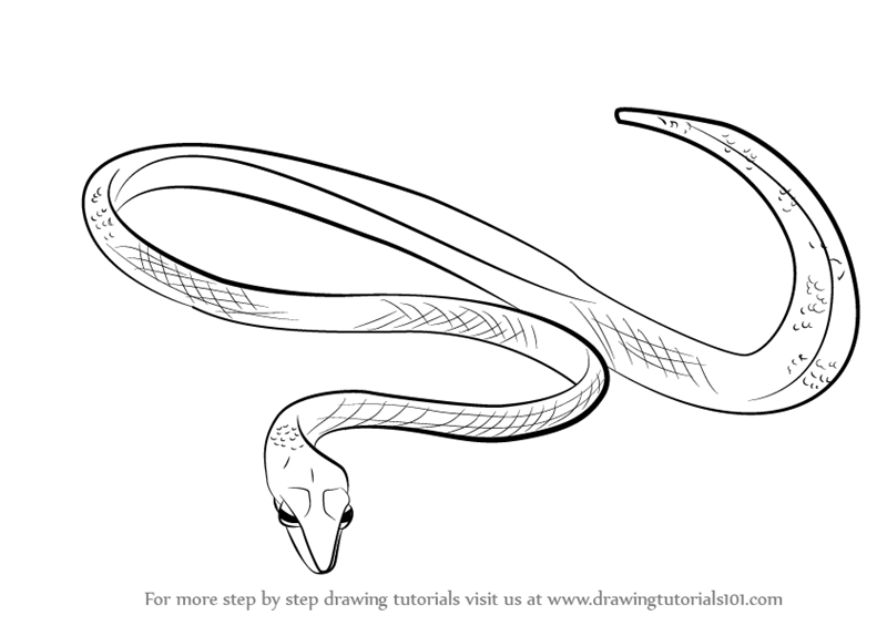 800x565 Learn How To Draw A Green Vine Snake - Snake Drawing Images