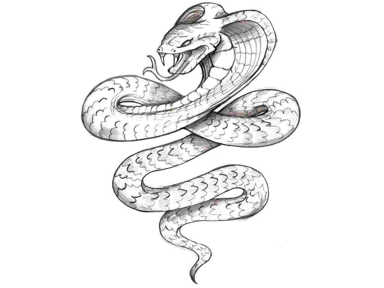 1264x948 Snake Drawing Easy - Snake Drawing Images