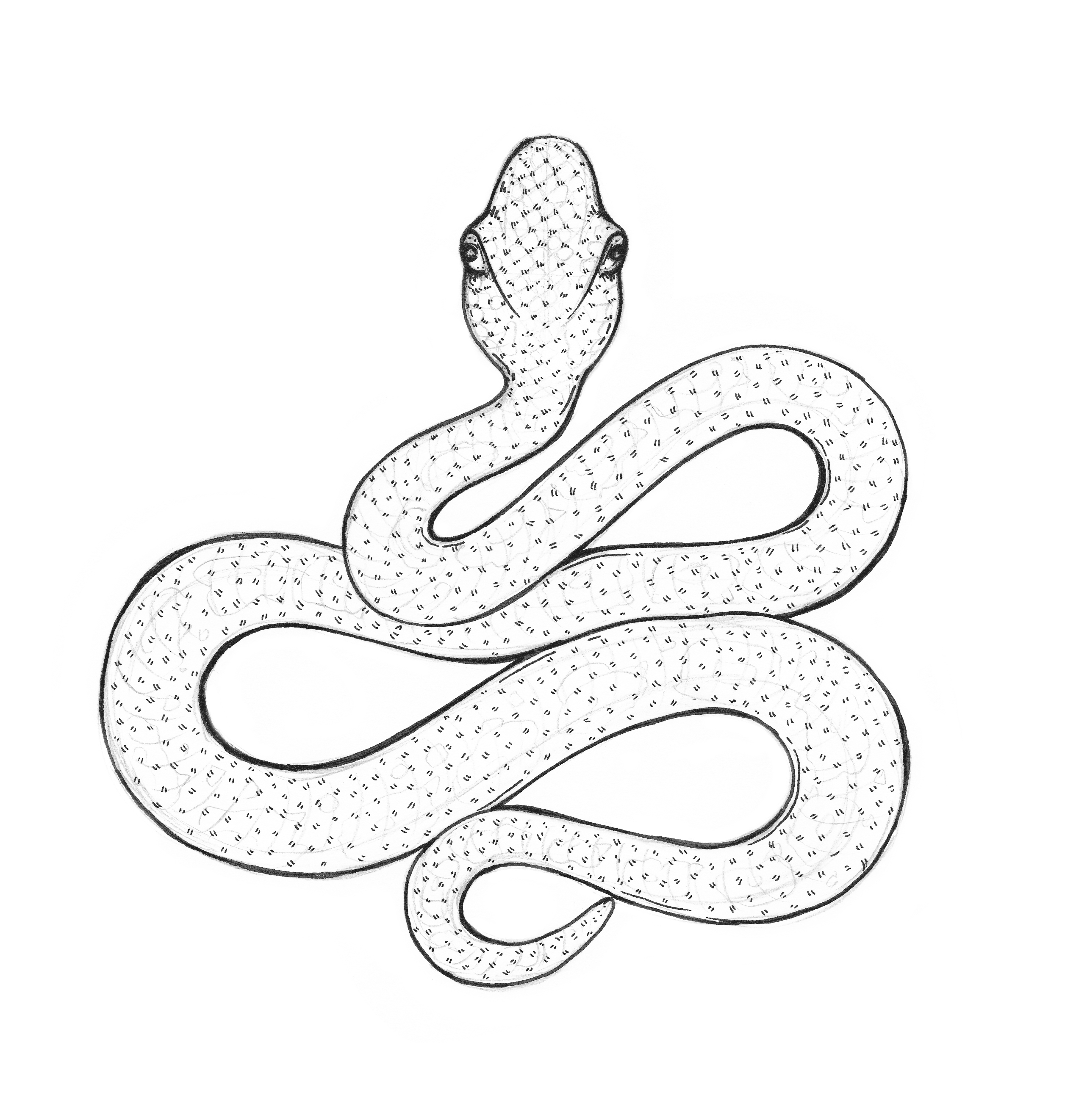 2514x2645 Snake Drawing Eugenia Hauss - Snake Drawing Images