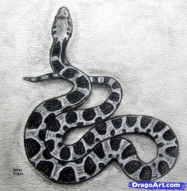 750x766 How To Draw A Realistic Snake, Draw Real Snake, Step - Snake Drawing Pictures