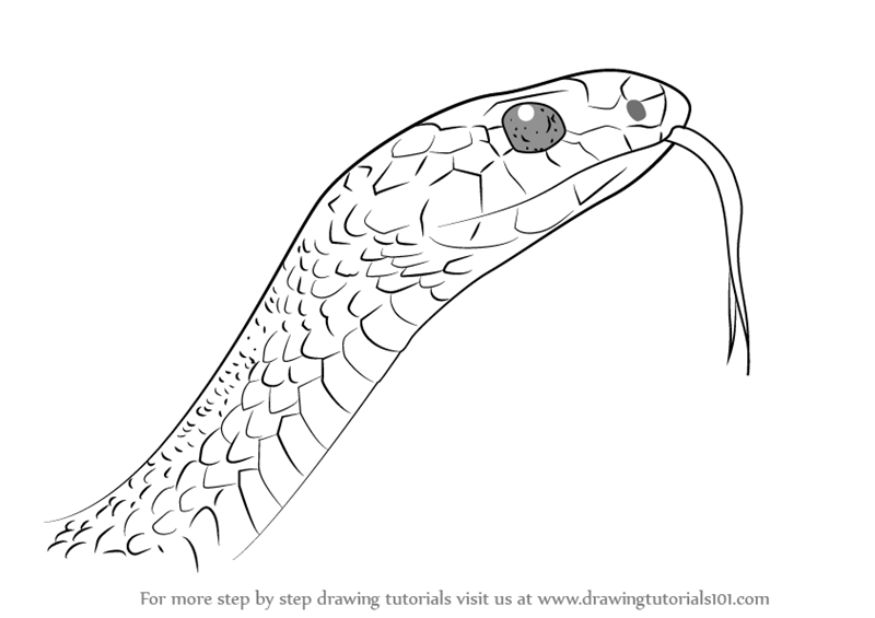 Как нарисовать морду змеи