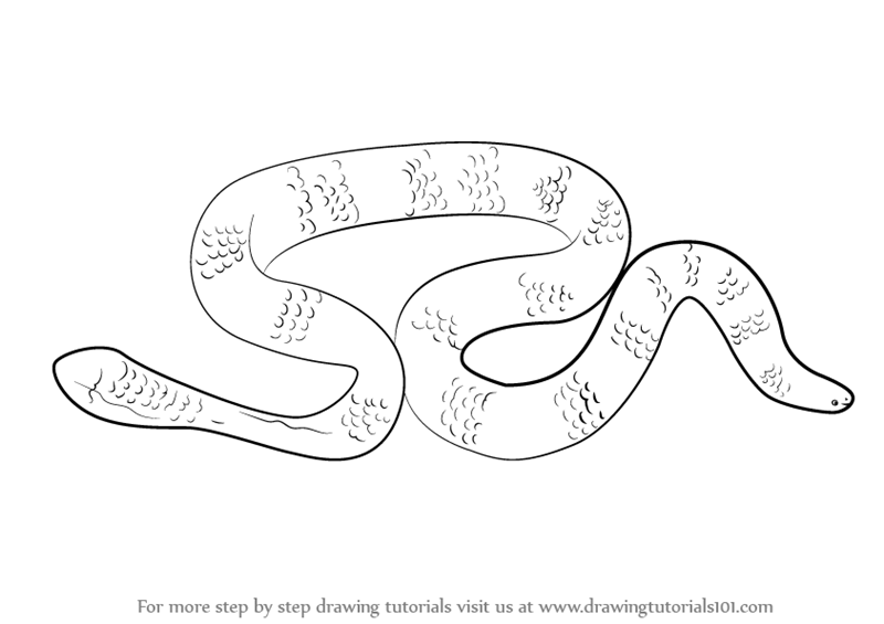 800x565 learn how to draw a leaf scaled sea snake - Snake Drawing Pictures