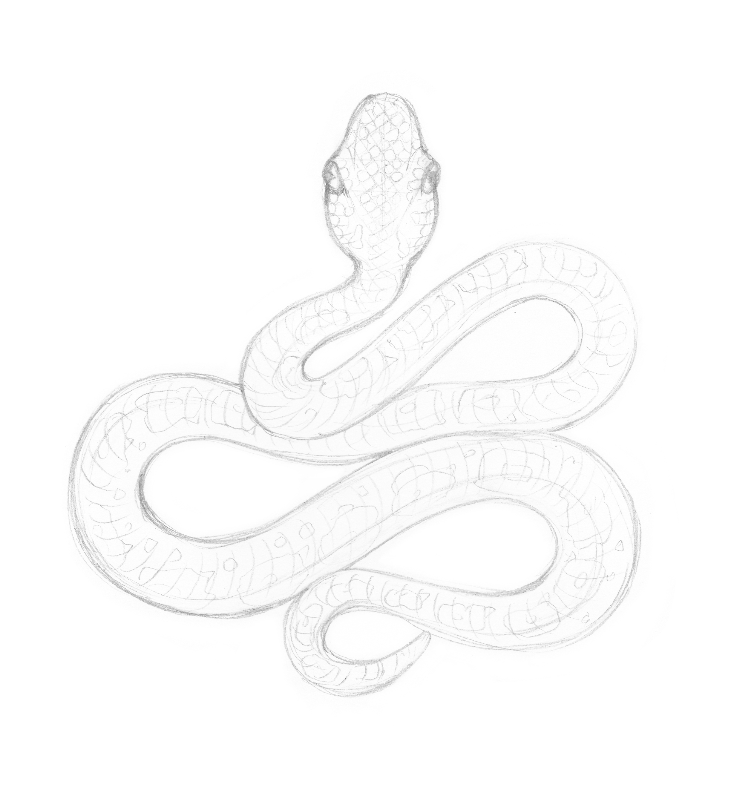 2514x2645 Snake Drawing Eugenia Hauss - Snake Drawing Pictures