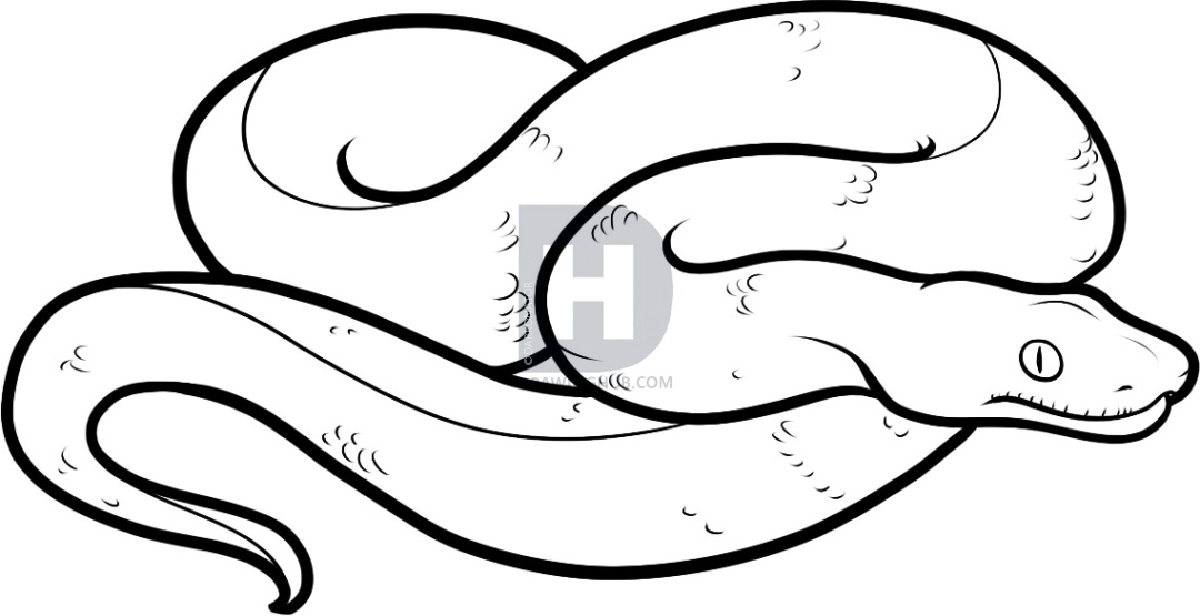 1080x555 How To Draw A Boa Constrictor, Step - Snake Drawing Step By Step