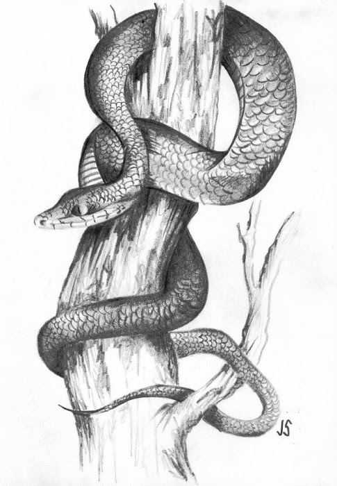 Snake Drawings In Pencil at PaintingValley.com | Explore collection of