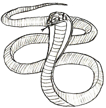 350x355 How To Draw A Snake - Snake Drawings In Pencil