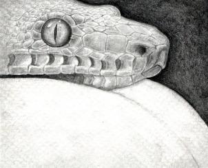 302x244 how to sketch a snake, snake head, step - Snake Drawings In Pencil