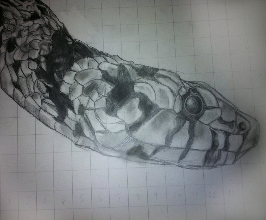 900x747 Images Of Cobra Drawings In Pencil - Snake Drawings In Pencil