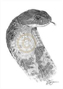 212x300 King Cobra Snake Pencil Drawing Art Print Sizes Signed - Snake Drawings In Pencil